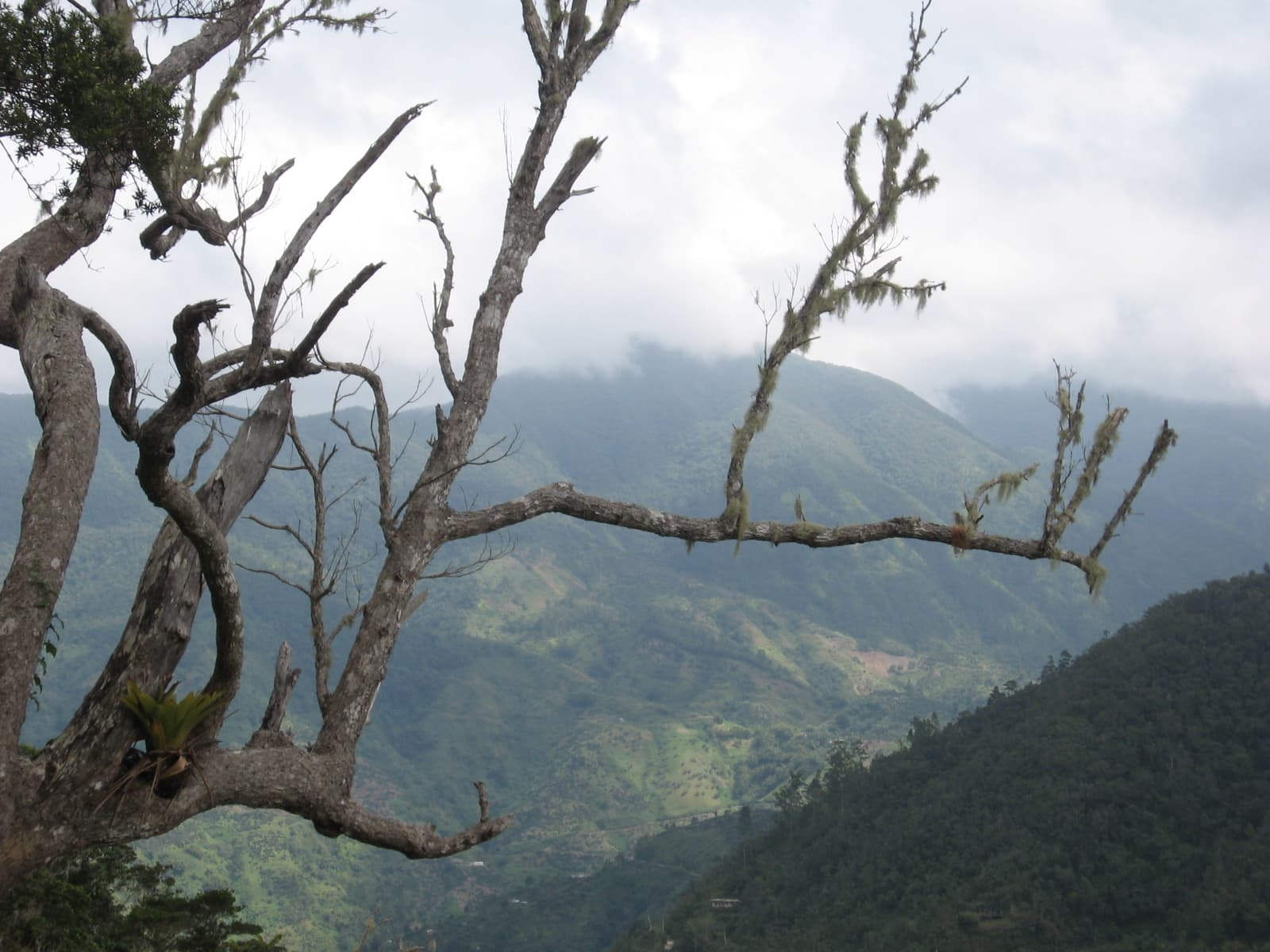 Blue Mountains, Jamaica, from Hollywell National Park